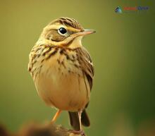 Tawny Pipit - Anthus campestris