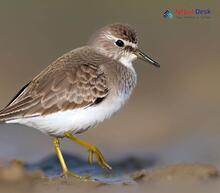Temminck's Stint - Calidris temminckii