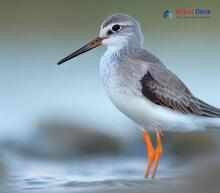 Terek Sandpiper - Xenus cinereus