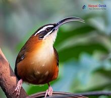 The Slender-billed Scimitar-babbler - Pomatorhinus superciliaris