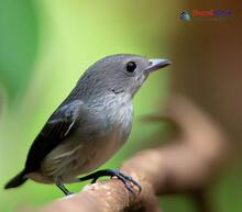 Thick-billed Flowerpecker - Dicaeum agile