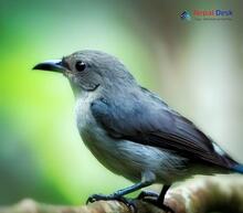 Thick-billed Flowerpecker - Dicaeum agile