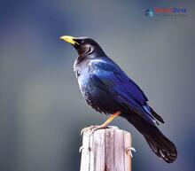 Tibetan Blackbird_Turdus maximus mandarinus