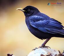 Tibetan Blackbird_Turdus maximus mandarinus