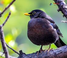 Tibetan Blackbird_Turdus maximus mandarinus