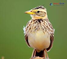 Tibetan Lark - Melanocorypha maxima