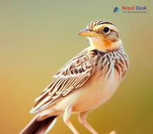 Tibetan Lark - Melanocorypha maxima