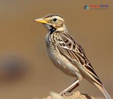 Tibetan Lark - Melanocorypha maxima