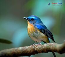 Tickell's Blue Flycatcher - Cyornis tickelliae