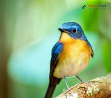 Tickell's Blue Flycatcher - Cyornis tickelliae