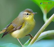 Tickell's Leaf Warbler - Phylloscopus affinis