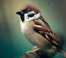 Tree Sparrow_Passer montanus