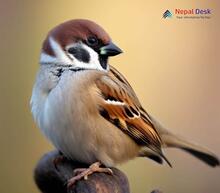 Tree Sparrow_Passer montanus