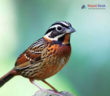 Tristram's Bunting - Emberiza tristrami