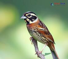 Tristram's Bunting - Emberiza tristrami