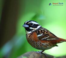 Tristram's Bunting - Emberiza tristrami