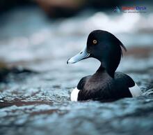 Tufted Duck_Aythya fuligula