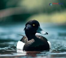 Tufted Duck_Aythya fuligula