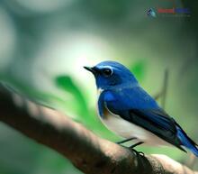 Ultramarine Flycatcher - Ficedula superciliaris