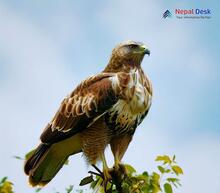 Upland Buzzard - Buteo hemilasius