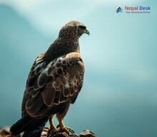 Upland Buzzard - Buteo hemilasius