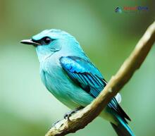 Verditer Flycatcher - Eumyias thalassinus