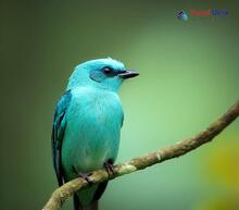 Verditer Flycatcher - Eumyias thalassinus