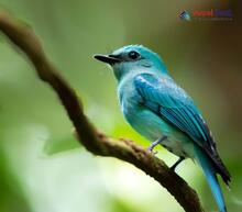 Verditer Flycatcher - Eumyias thalassinus