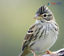 Vesper Sparrow - Pooecetes gramineus