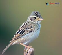 Vesper Sparrow - Pooecetes gramineus