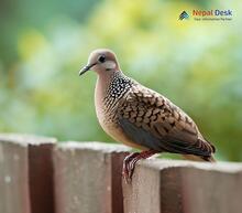 Western Spotted Dove - Spilopelia suratensis