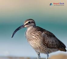 Whimbrel - Numenius phaeopus