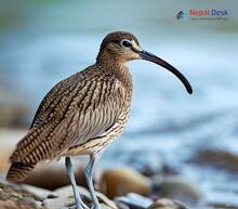 Whimbrel - Numenius phaeopus