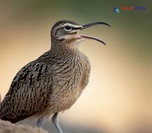 Whimbrel - Numenius phaeopus