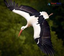 White Stork - Ciconia ciconia