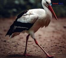 White Stork - Ciconia ciconia