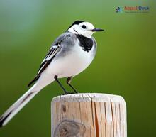 White Wagtail - Motacilla alba