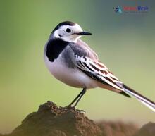 White Wagtail - Motacilla alba