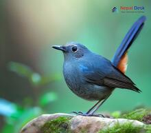 White-bellied Redstart - Luscinia phaenicuroides