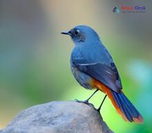 White-bellied Redstart - Luscinia phaenicuroides