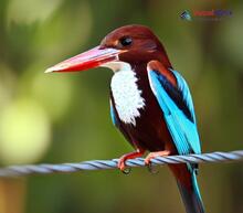 White-breasted Kingfisher_Halcyon smyrnensis