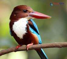 White-breasted Kingfisher_Halcyon smyrnensis