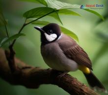 White-eared Bulbul_Pycnonotus leucotis