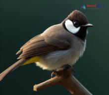 White-eared Bulbul_Pycnonotus leucotis