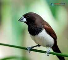 White-rumped Munia_Lonchura striata