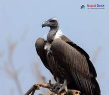 White-rumped Vulture_Gyps bengalensis