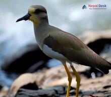 White-tailed Lapwing_Vanellus leucurus