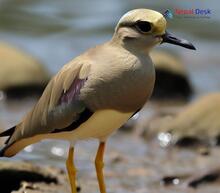 White-tailed Lapwing_Vanellus leucurus