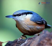 White-tailed Nuthatch - Sitta himalayensis