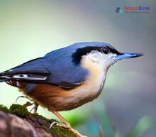 White-tailed Nuthatch - Sitta himalayensis